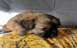Shih Tzu dogs for sale: Shihtzu pupies. - Image 9