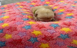 Labrador Retriever dogs for sale: Beautiful pedigree golden Labradors  - Image 29