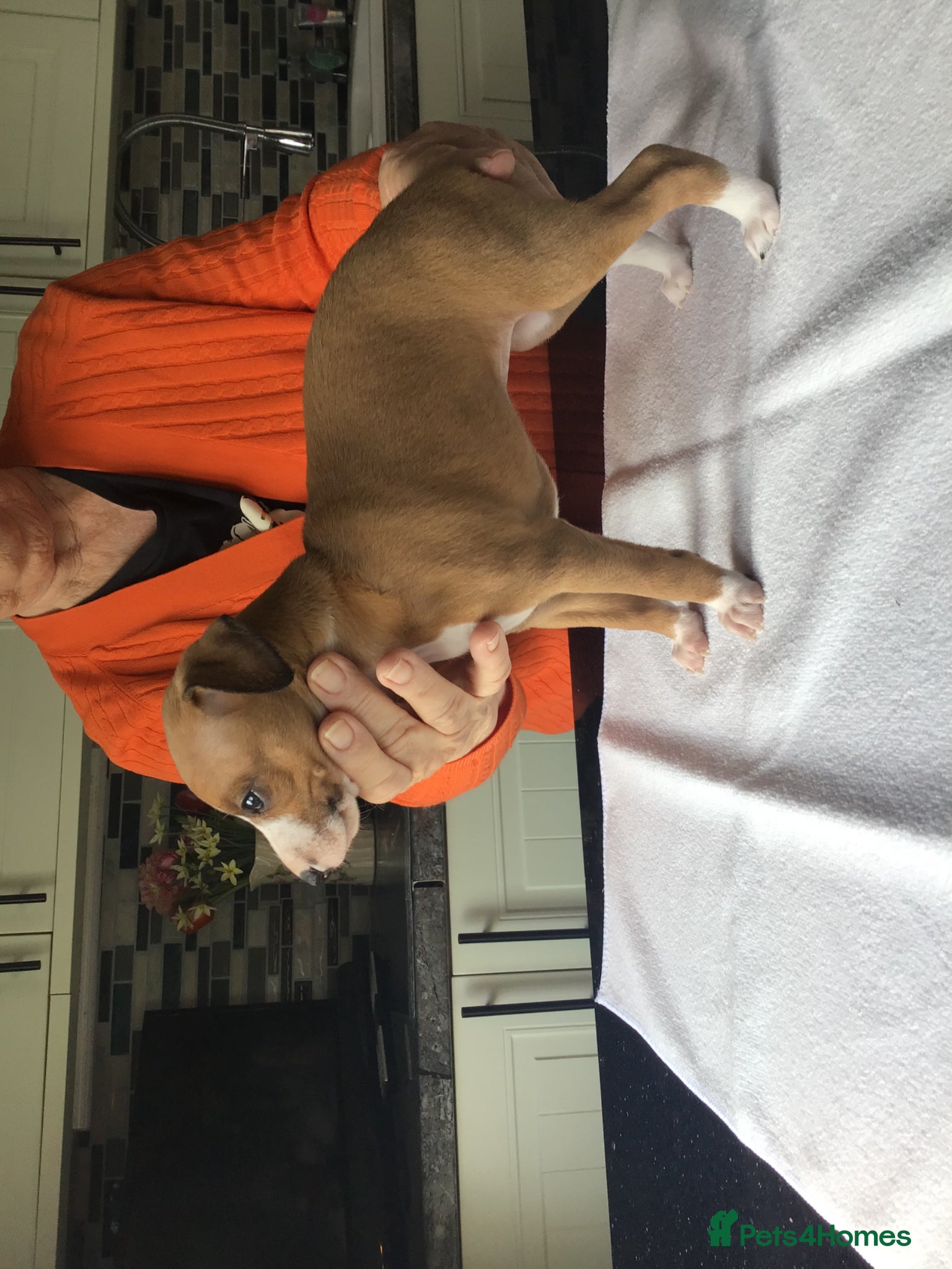 Italian Greyhound dogs Quality female puppies - Advert 1