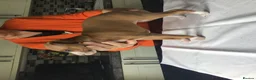 Italian Greyhound dogs for sale: Quality female puppies - Advert 1