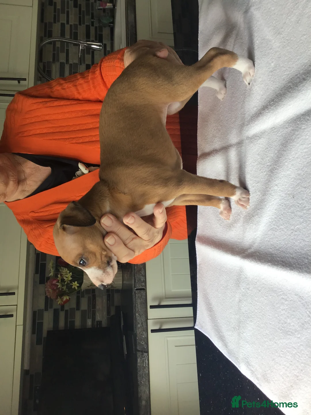 Italian Greyhound dogs for sale: Quality female puppies - Advert 1