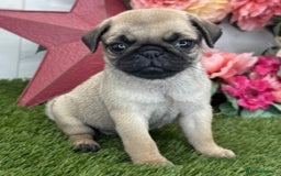 Pug dogs for sale: Male and female Pug puppies for sale - Image 3