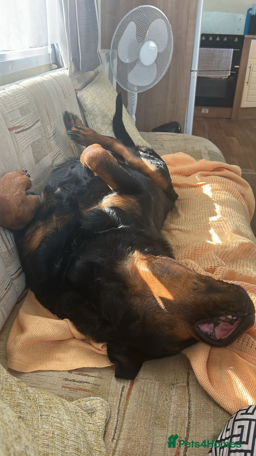 Rottweiler dogs for stud: ....Our Rottweiler Marley for stud...  - Image 3