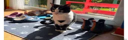 Mixed Breed cats for sale: Rescue affectionate cats - Advert 3