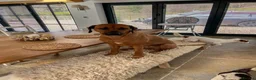 Rhodesian Ridgeback dogs for sale: Wait List Open - Safely Arrived 14th June - Advert 23