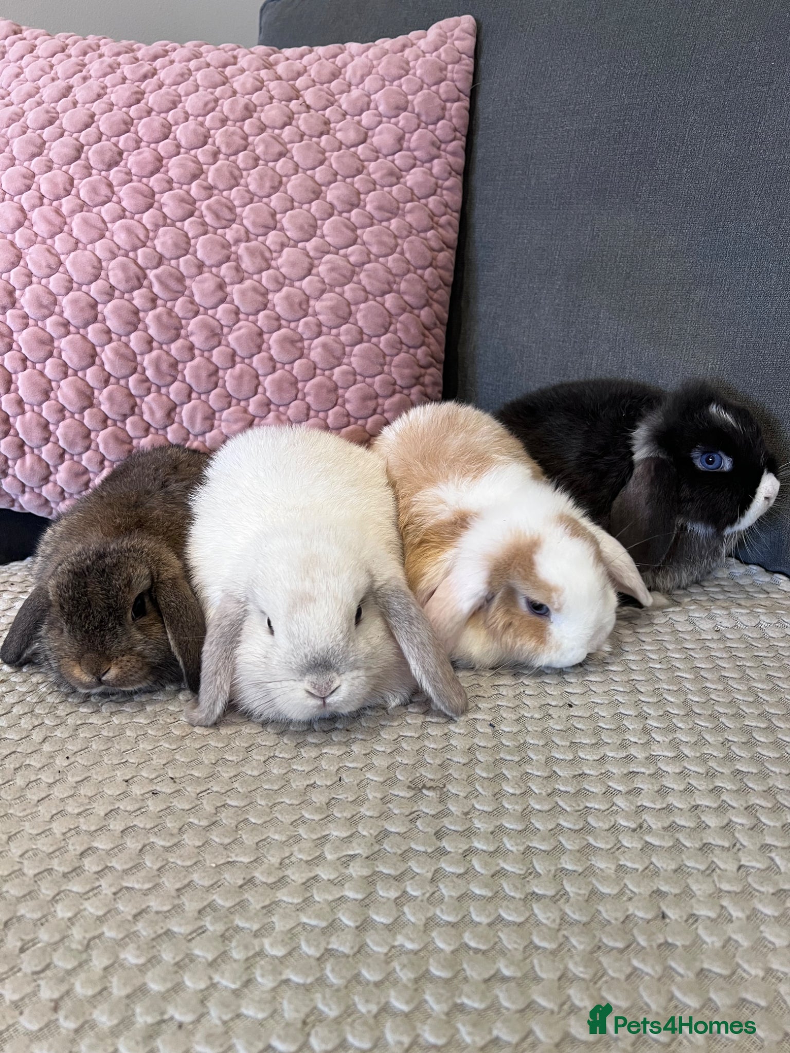 Mini Lop rabbits Beautiful Mini Lop Rabbits for sale - Advert 3