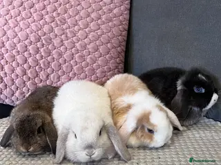 Mini Lop rabbits Beautiful Mini Lop Rabbits for sale - Advert 3