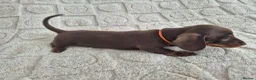 Miniature Dachshund dogs for sale: *KC Reg Miniature Dachshund Puppies available * - Advert 12