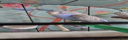Budgerigars birds for sale: Gorgeous Baby Budgies - Advert 14