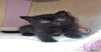 British Shorthair cats - Advert 3