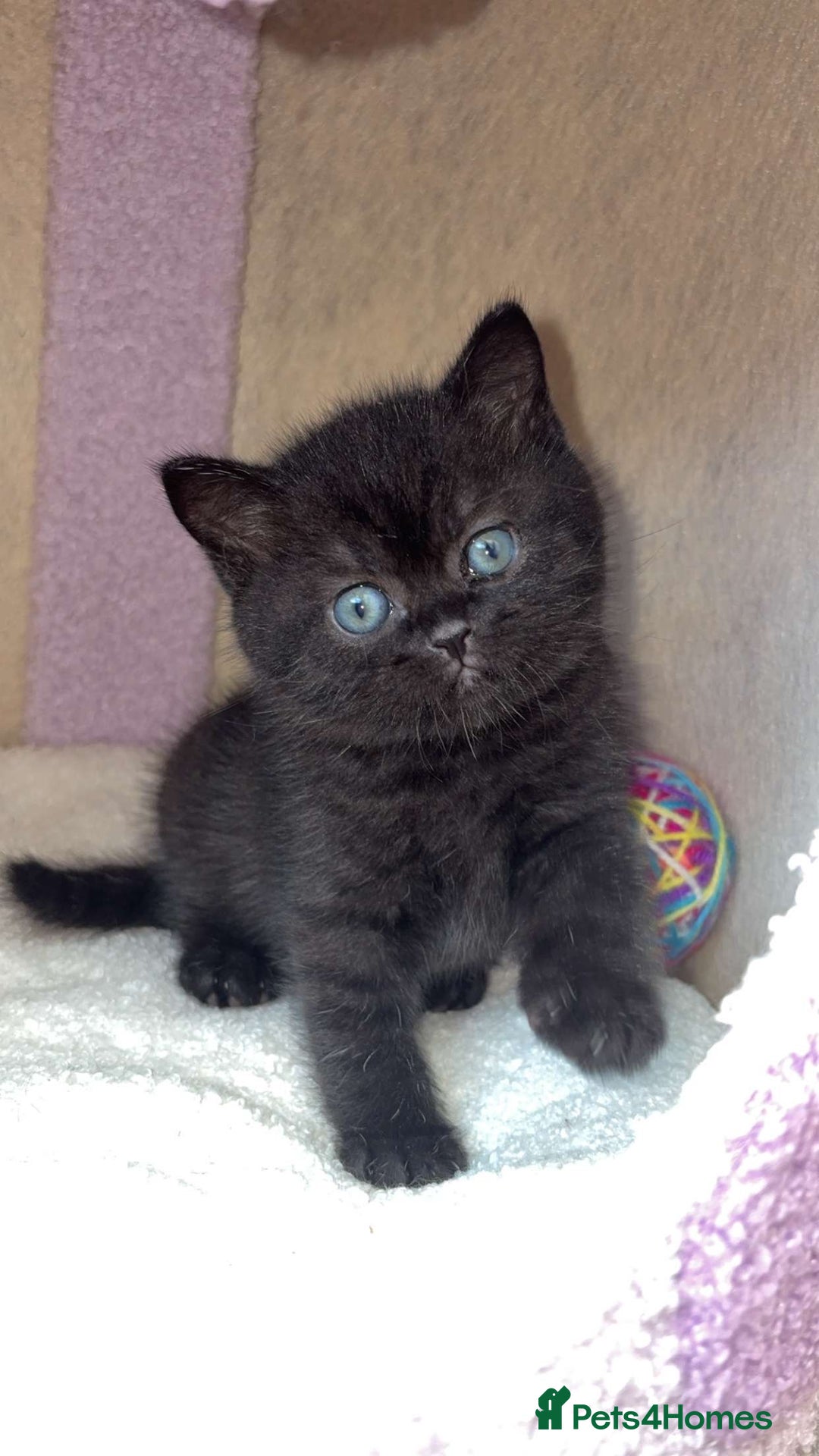 British Shorthair cats for sale: British shorthair kittens  - Image 3