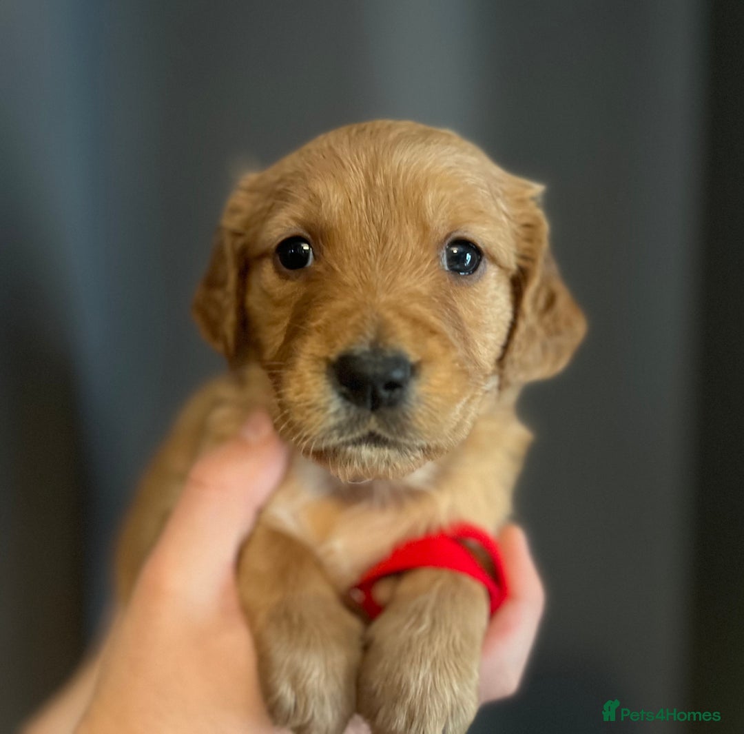 Golden Retriever dogs for sale: KC Registered - Golden Retriever Pups  - Image 13