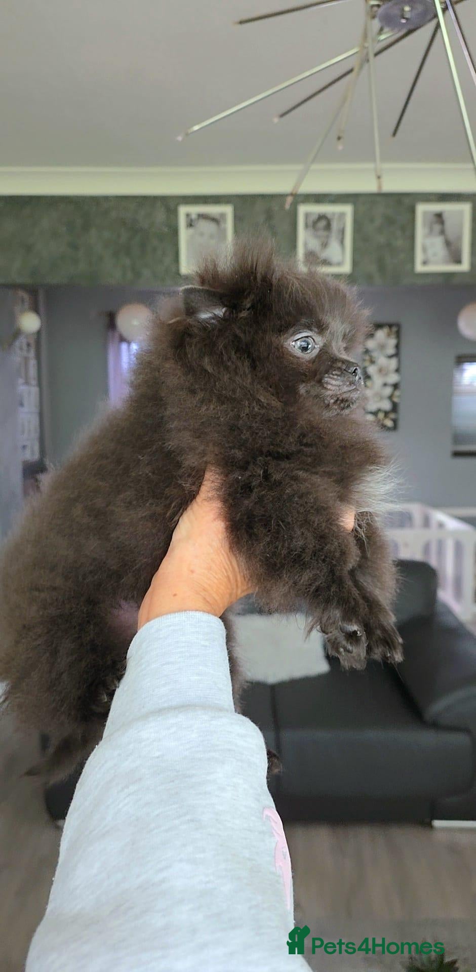 Pomeranian dogs for sale: 🐶READY TODAY🐶1 Tiny baby boy left  🐶  - Advert 2