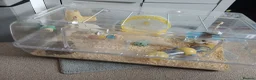 Hamster rodents for sale: Dwarf hamster - Advert 3