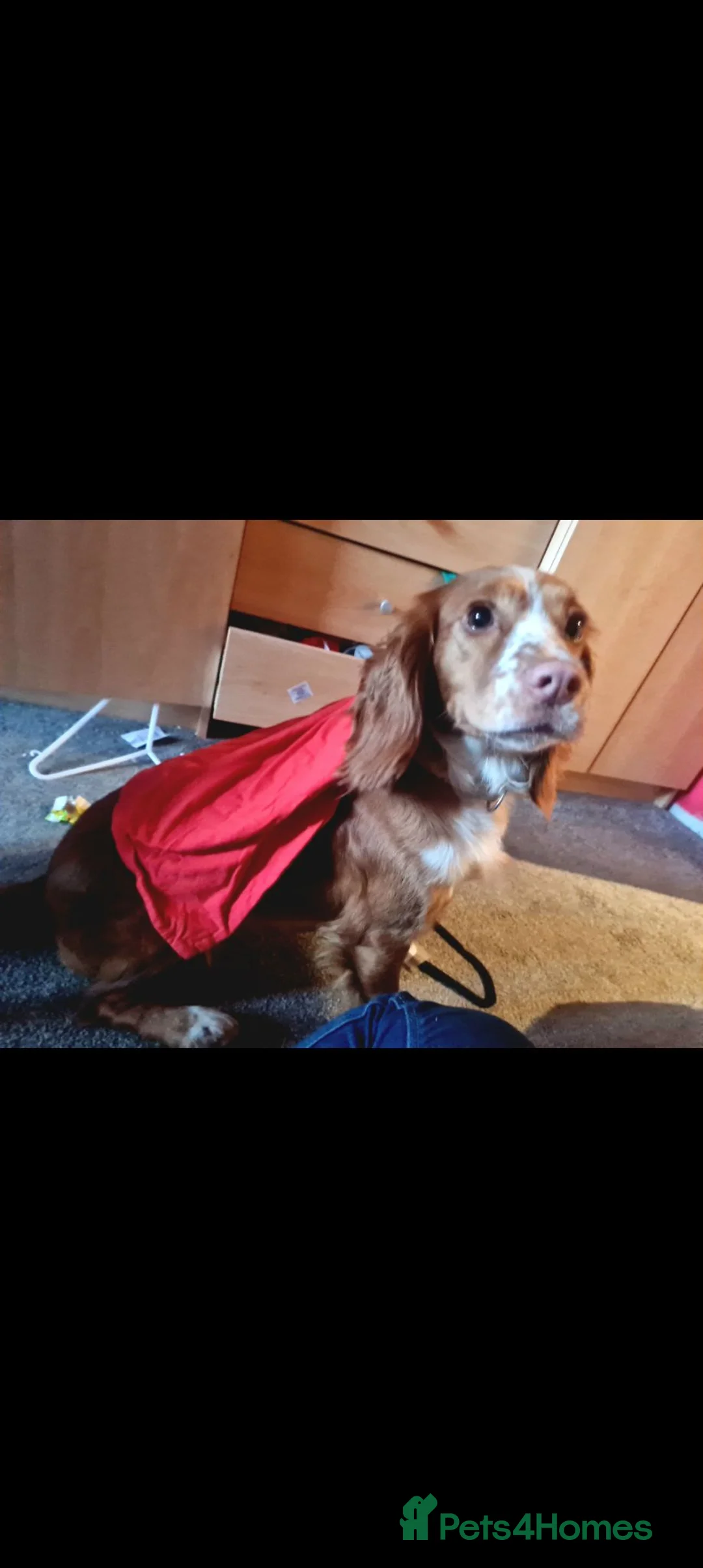 Cocker Spaniel dogs for sale: Sasha - Advert 4