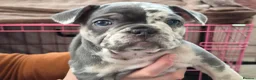 French Bulldog dogs for sale: FRENCH BULLDOGS  in Coalville - Advert 1