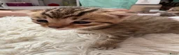 Mixed Breed cats for sale: Beautiful tabby kittens  in Hessle - Advert 4