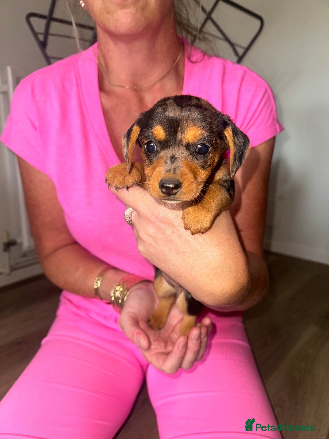 Mixed Breed dogs for sale: Jack Russel/miniature Datchound - Image 5