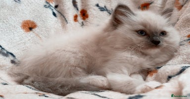 Ragdoll cats - Advert 12