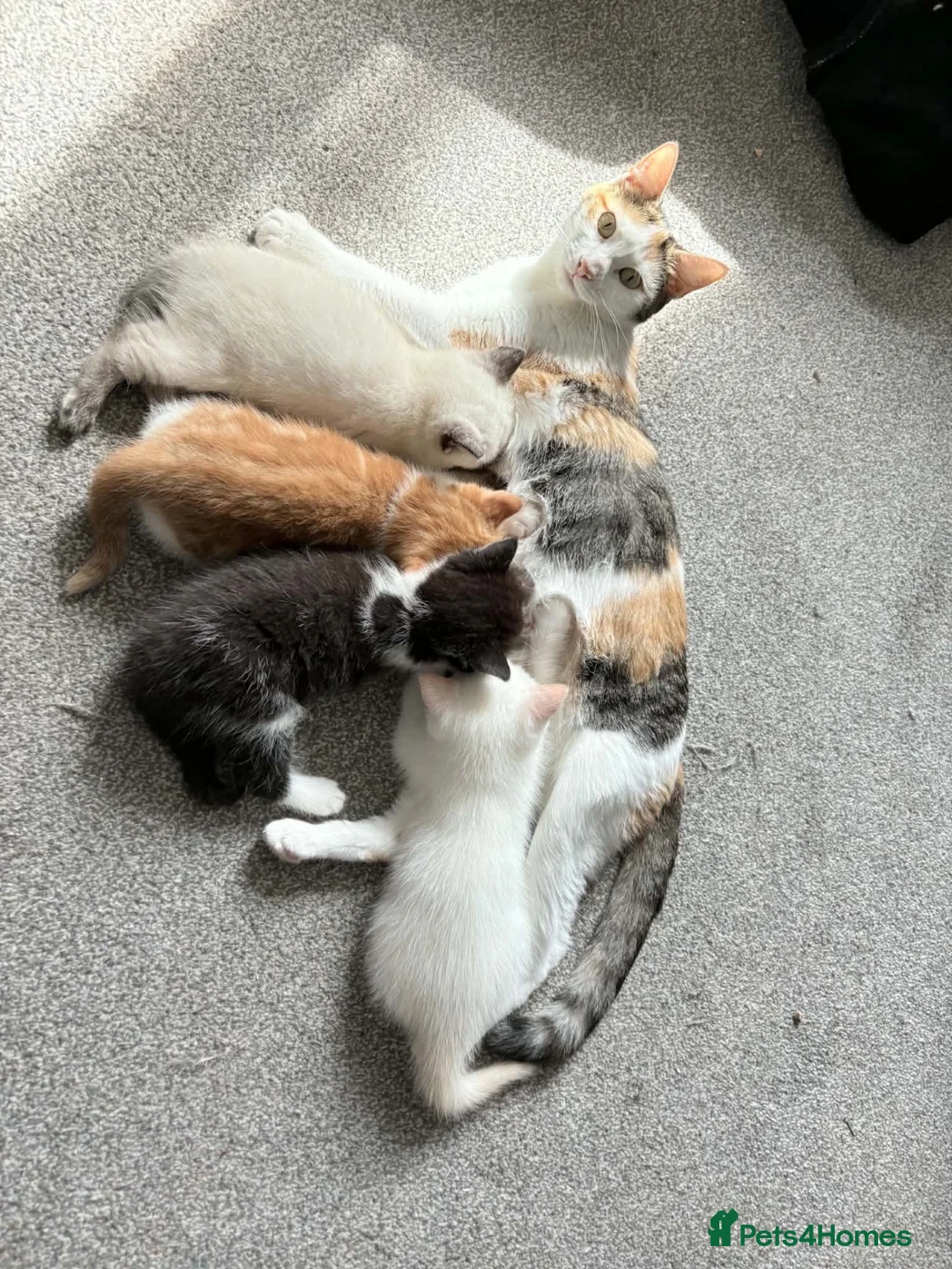 Mixed Breed cats for sale: Ragdoll-X-BSH - Advert 1