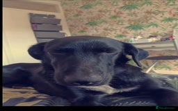 Mixed Breed dogs for sale: Mr pickle - Image 11