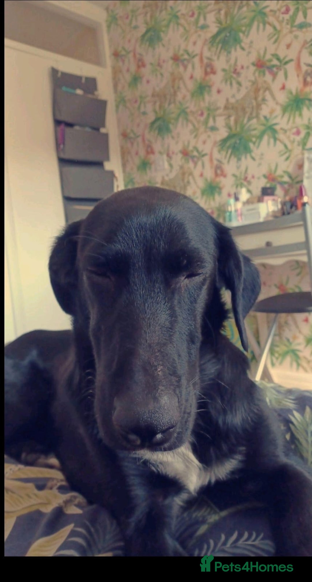 Mixed Breed dogs for sale: Mr pickle - Image 11