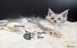 Maine Coon cats for sale: Beautiful silver tabby babies  - Image 8
