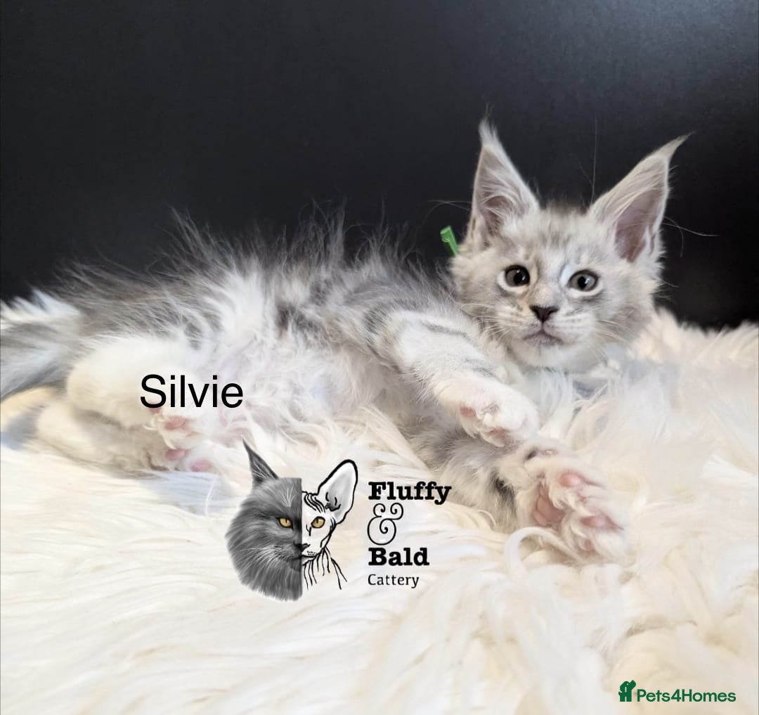 Maine Coon cats for sale: Beautiful silver tabby babies  - Image 8