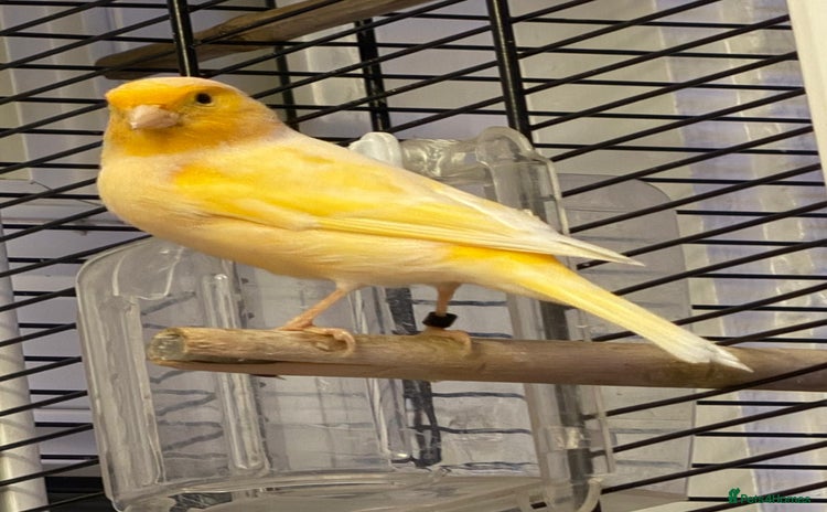 Canaries birds - Advert 2