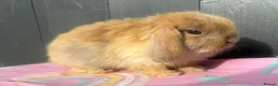 Mini Lop rabbits for sale: Pure bred pedigreed baby mini lops  - Advert 4