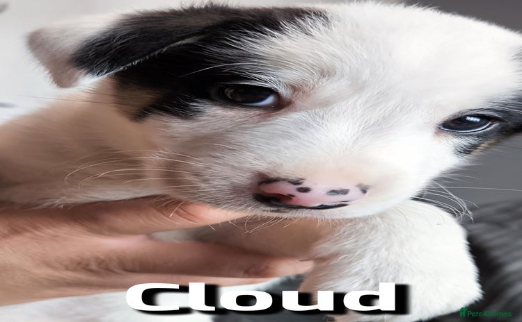 Border Collie dogs - Advert 1