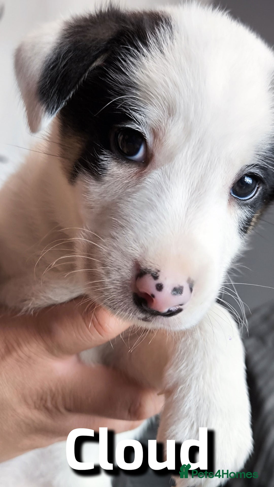 Border Collie dogs for sale: Purebred Border Collie Puppies Tri Intelligent - Image 1