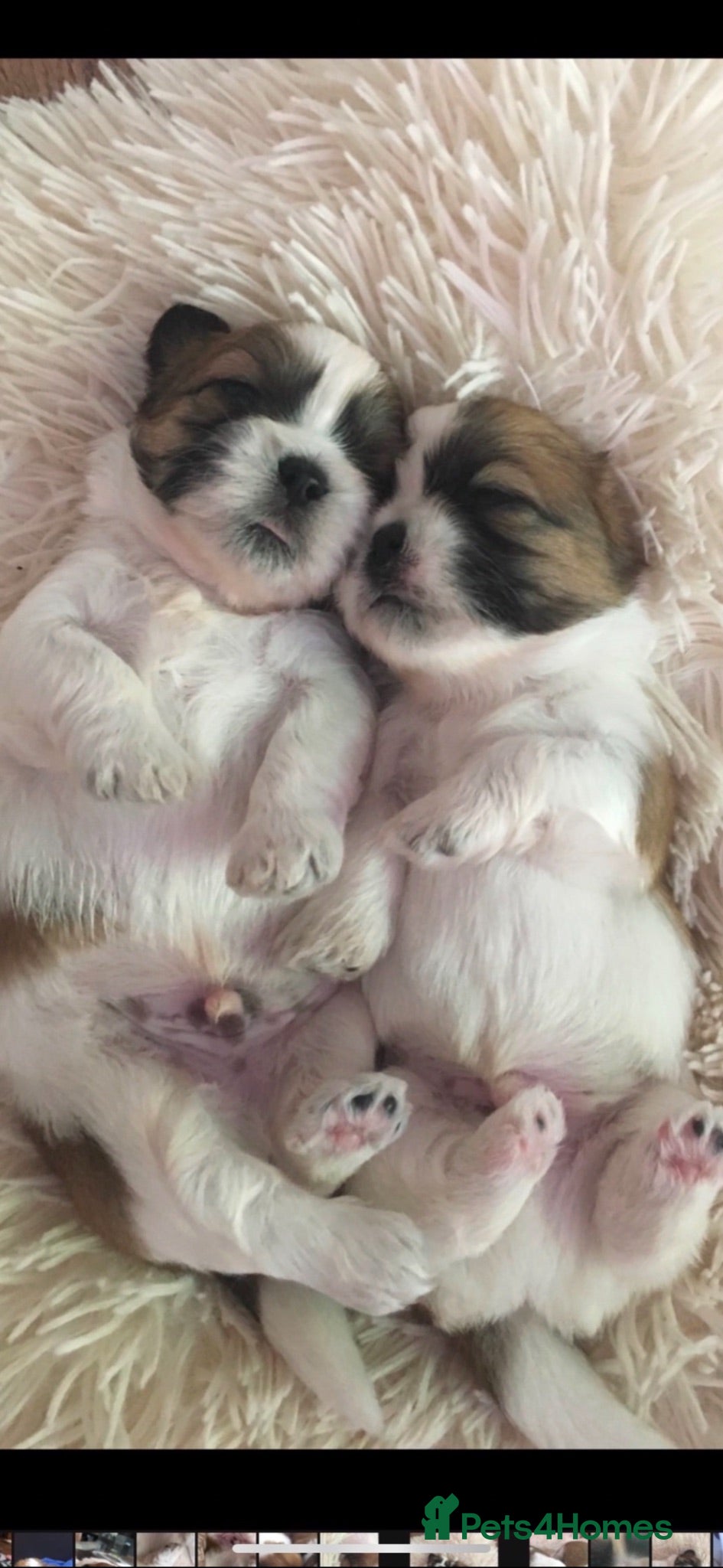 Shih Tzu dogs Beautiful litter of Shih Tzu puppies - Advert 1
