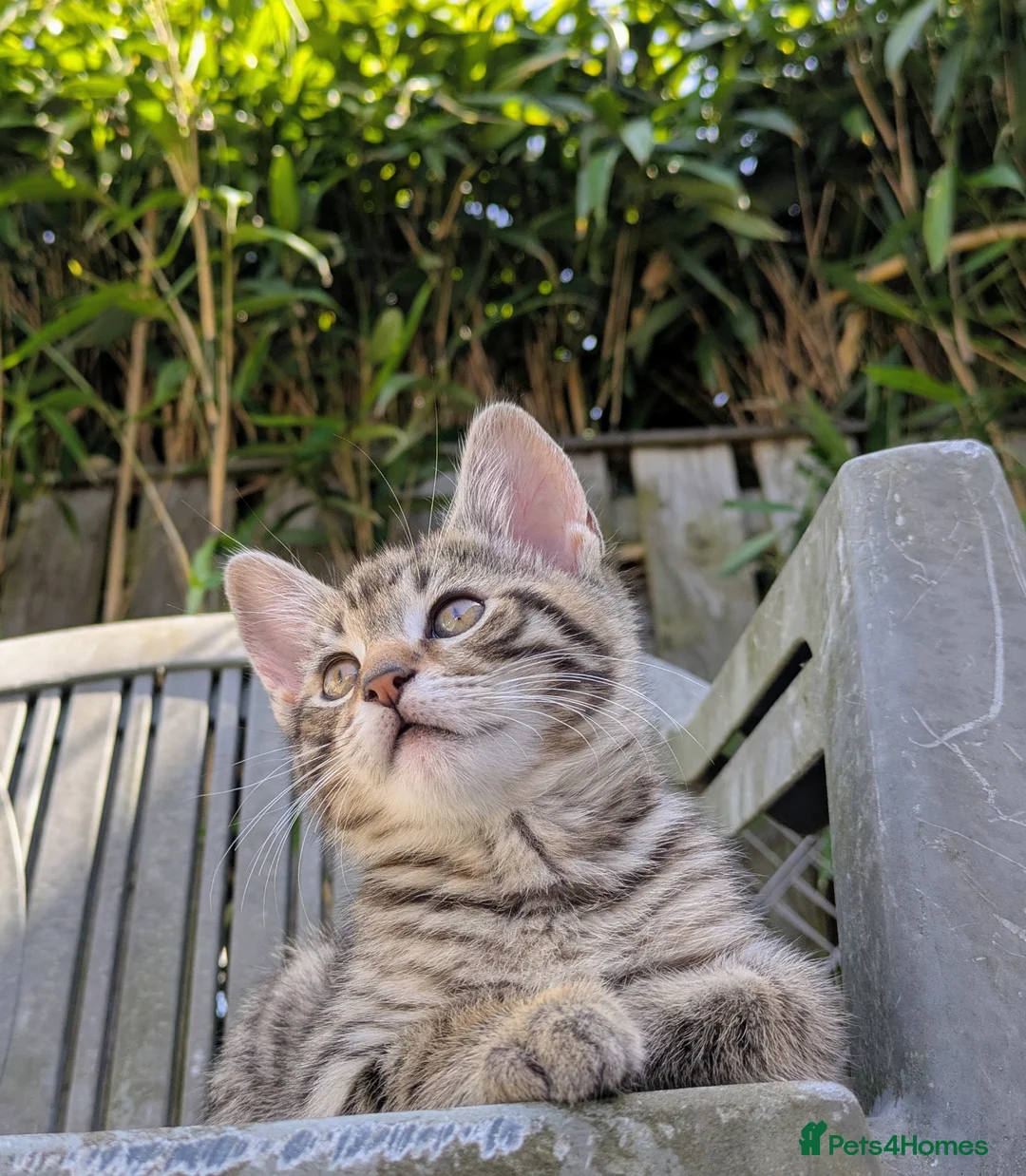 Bengal cats for sale: Brown Bengal boys and black melanistic girl  - Advert 2