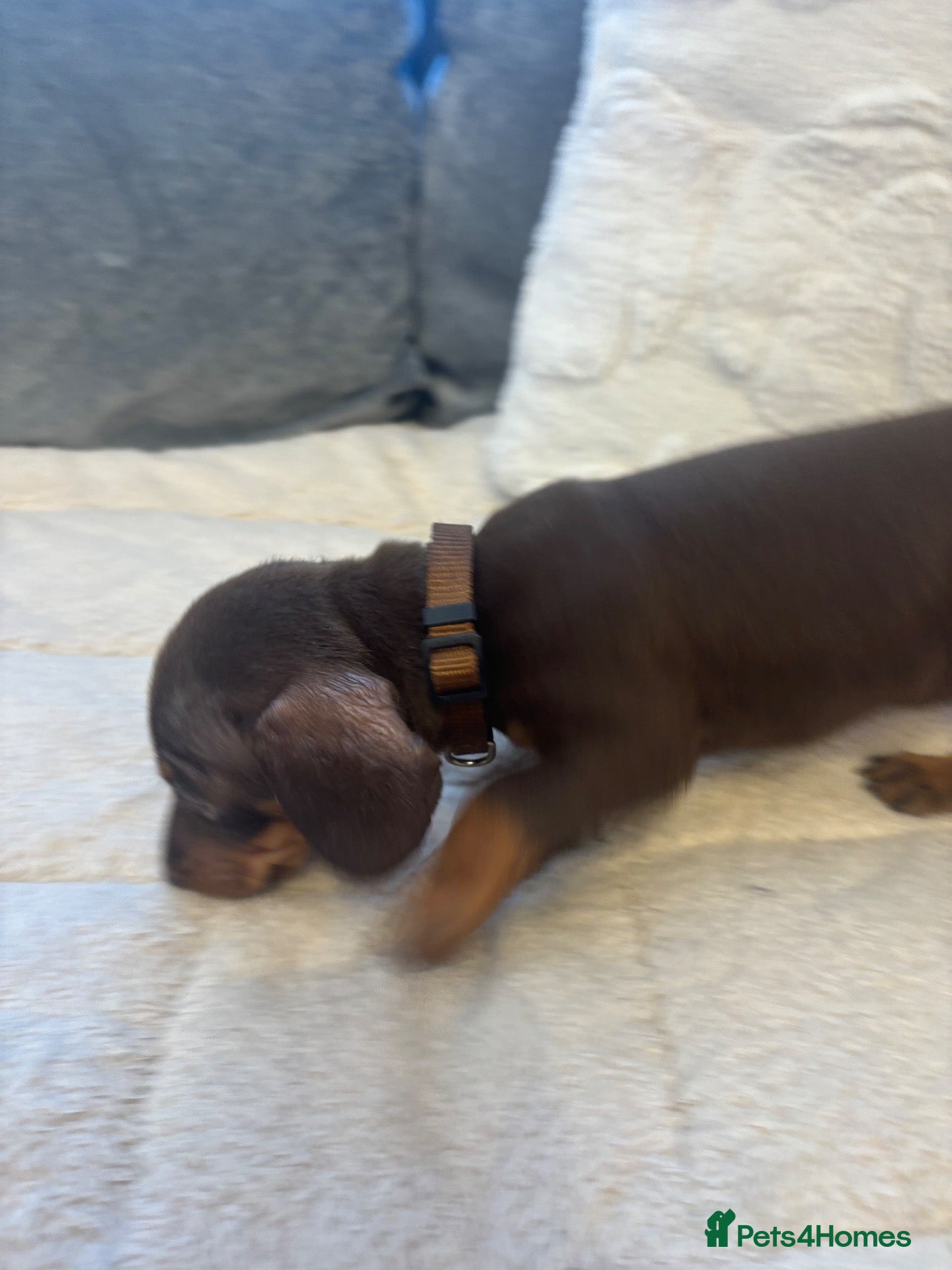 Miniature Dachshund dogs Miniature dachshund  - Advert 2