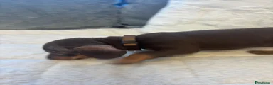 Miniature Dachshund 1 brown collar 