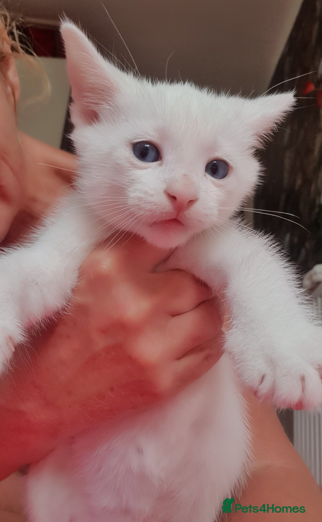 Turkish Angora cats for sale: Short angora with  bengal Toby mum - Image 2