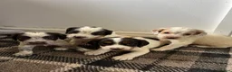 Sprocker dogs for sale: 🐾 Beautiful F2 Sprocker Spaniel Puppies 🐾 - Advert 3