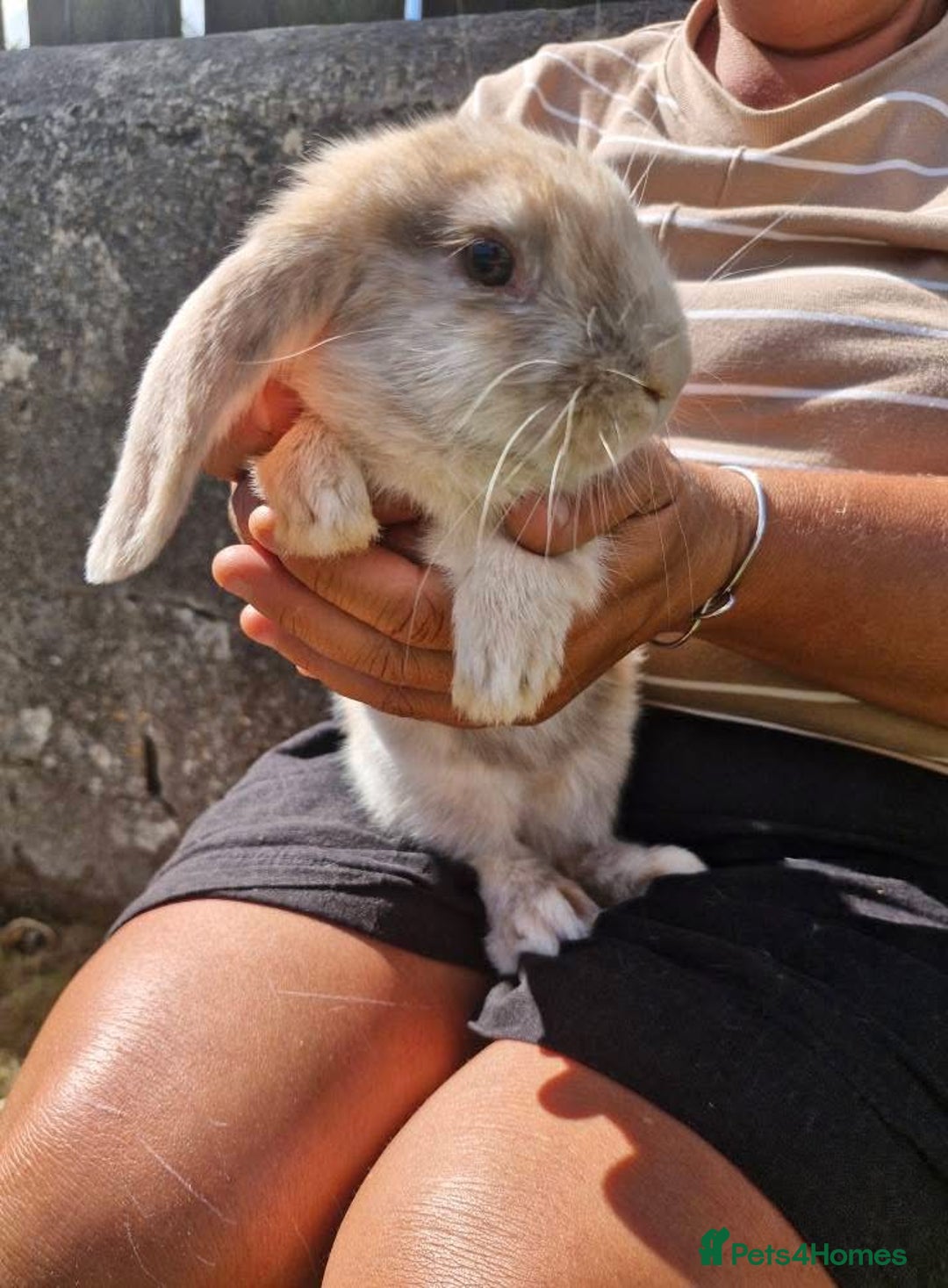 Mixed Breed rabbits for sale: Lop eared rabbits  - Image 4