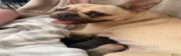 French Bulldog dogs for sale: French bull dog puppies  - Advert 12