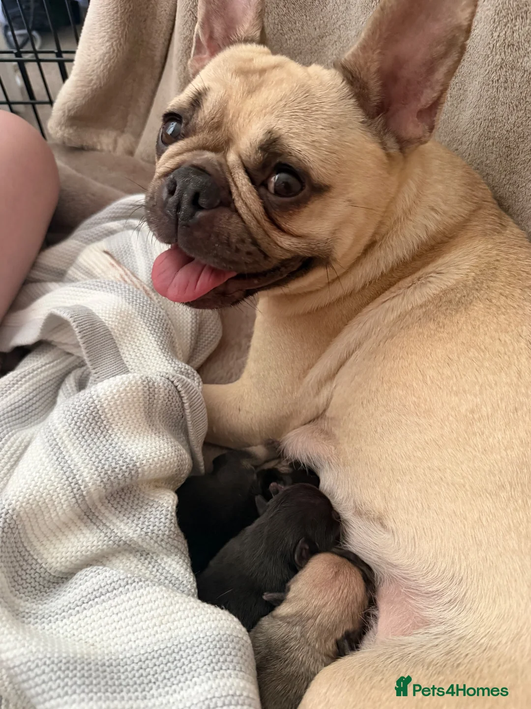 French Bulldog dogs for sale: French bull dog puppies  - Advert 12