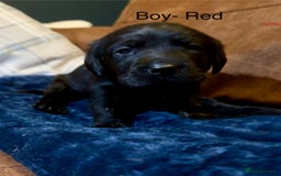 Labrador Retriever dogs for sale: Labrador puppies  - Advert 4