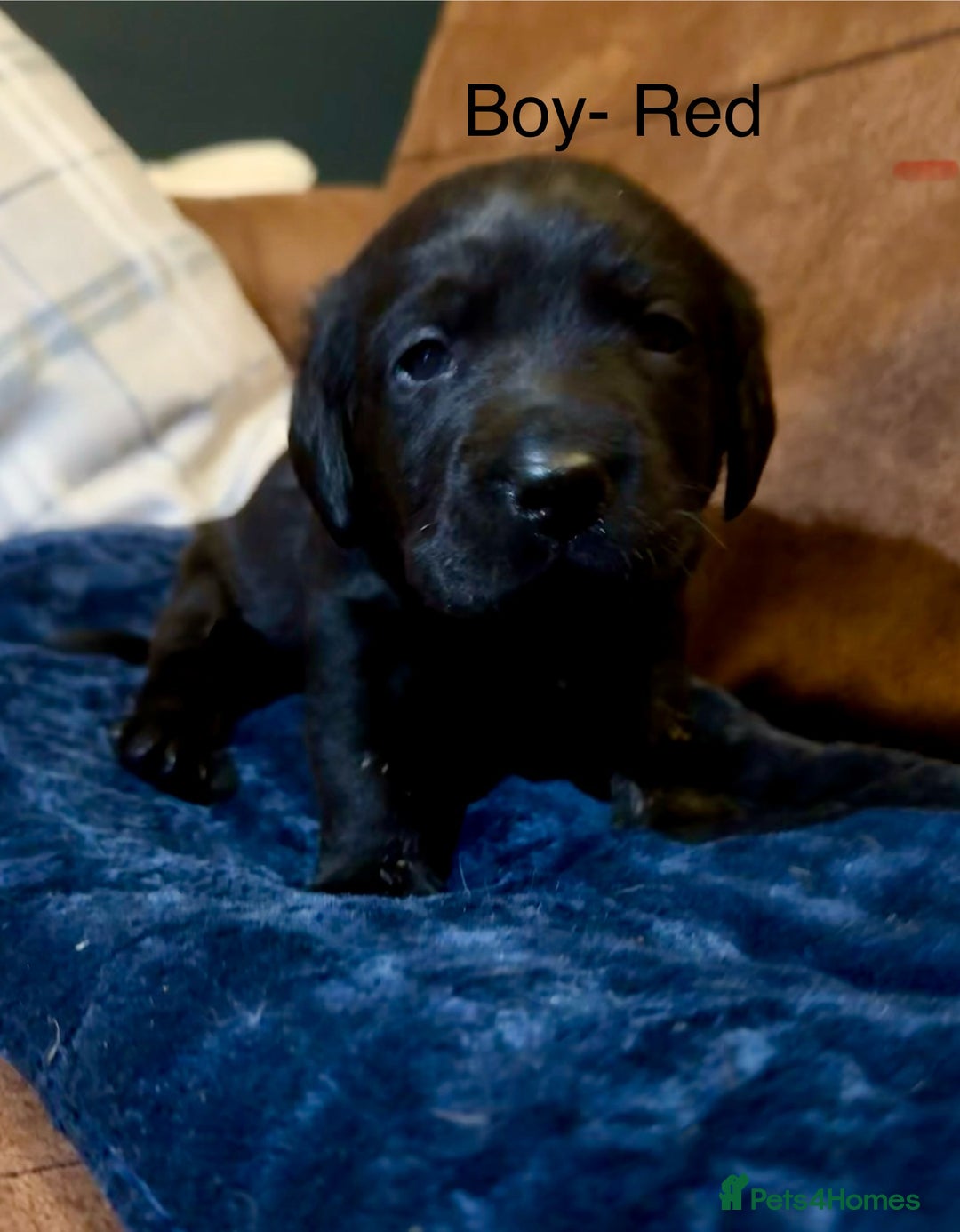 Labrador Retriever dogs for sale: Labrador puppies  - Advert 4
