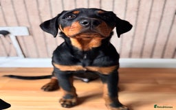 Rottweiler dogs for sale: Male Rottweiler - Image 8