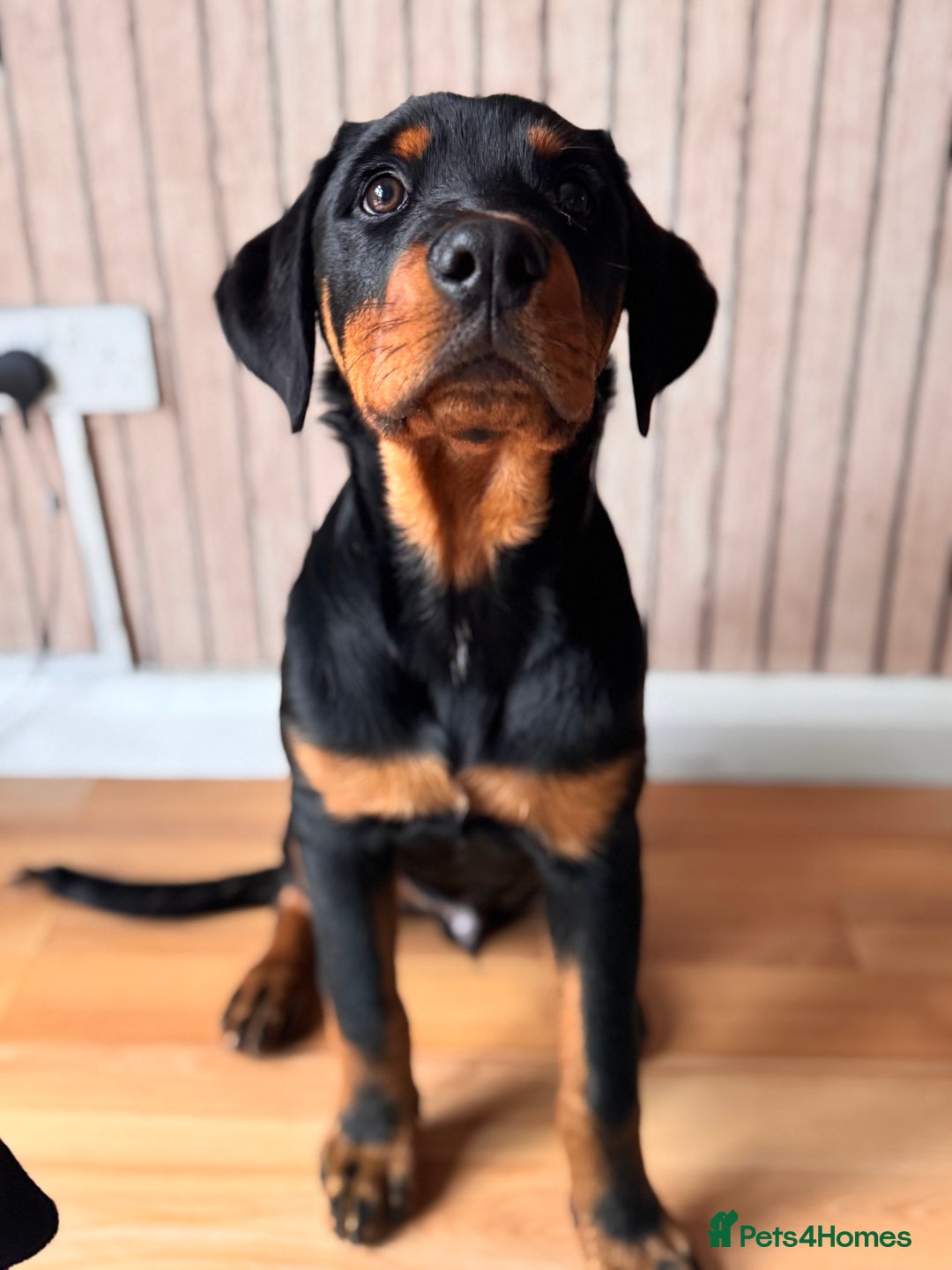 Rottweiler dogs for sale: Male Rottweiler - Image 8