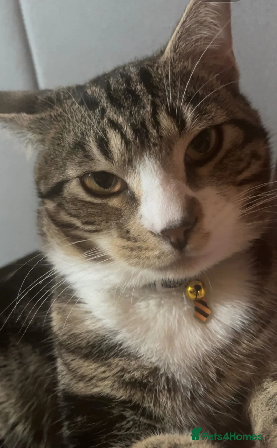 Mixed Breed cats for sale: Kittens for sale in Bromley - Advert 2