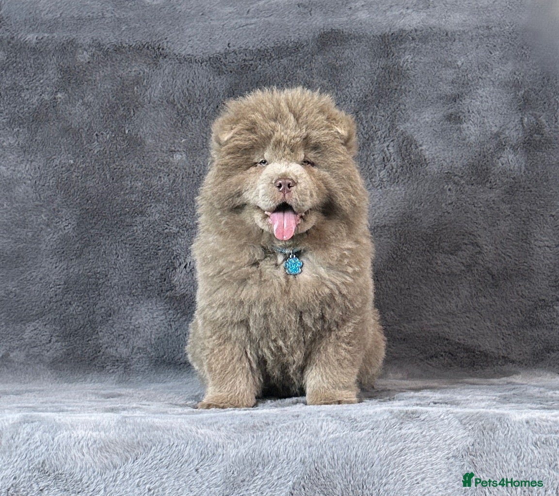 Chow Chow dogs Outstanding rare solid lilac male chow chow puppy  - Advert 1