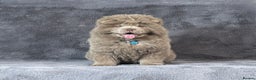 Chow Chow dogs for sale: Outstanding rare solid lilac male chow chow puppy  - Advert 4