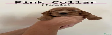 Pink Collar