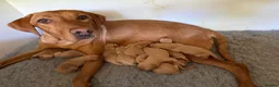 Labrador Retriever dogs for sale: Fox Red KC Labrador Puppies - Advert 6
